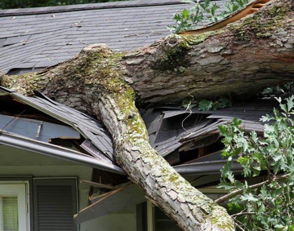 storm damage tree split roof